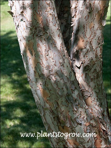 The exfoliating mottled bark is an ornamental feature of this Elm.
